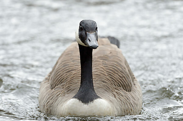 Canada goose pris usa 2025